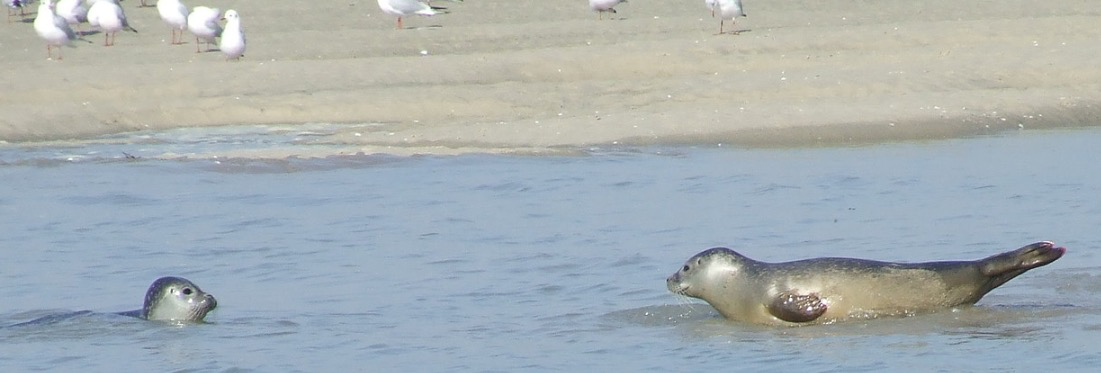 Phoques veau marin en ballade en baie de canche le 4/10/2015
